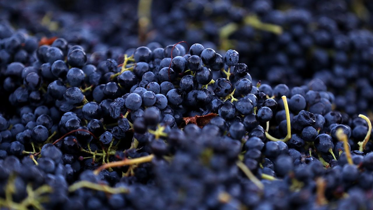 <strong>California's wine country is open for business: </strong>The fall harvest season is traditionally a busy time of year for Napa, Sonoma and Mendocino counties, whose economies depend on visitors tasting their wine, booking their hotels and dining in their restaurants.