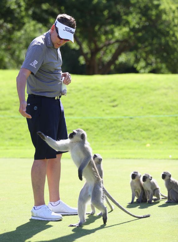 The primates took a shine to the 41-year-old, who has won 12 European Tour events. 