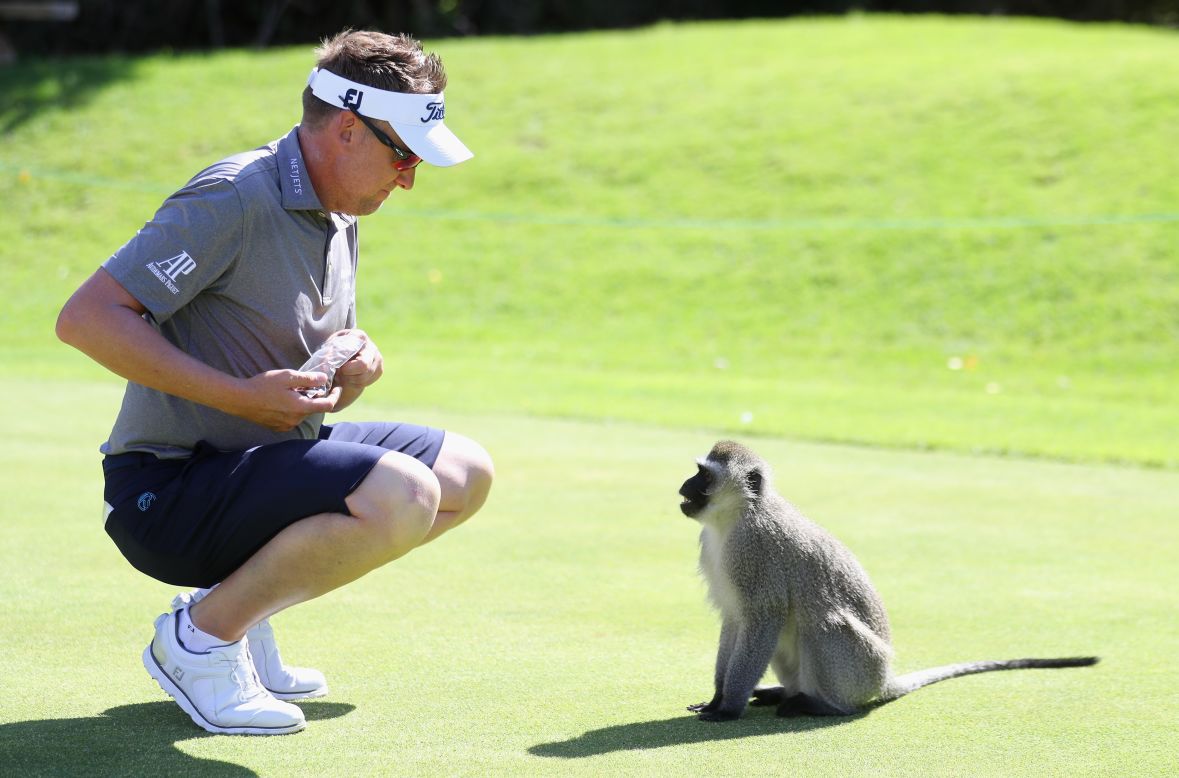 Poulter isn't the first golfer to encounter animals at the Gary Player Country Club... 