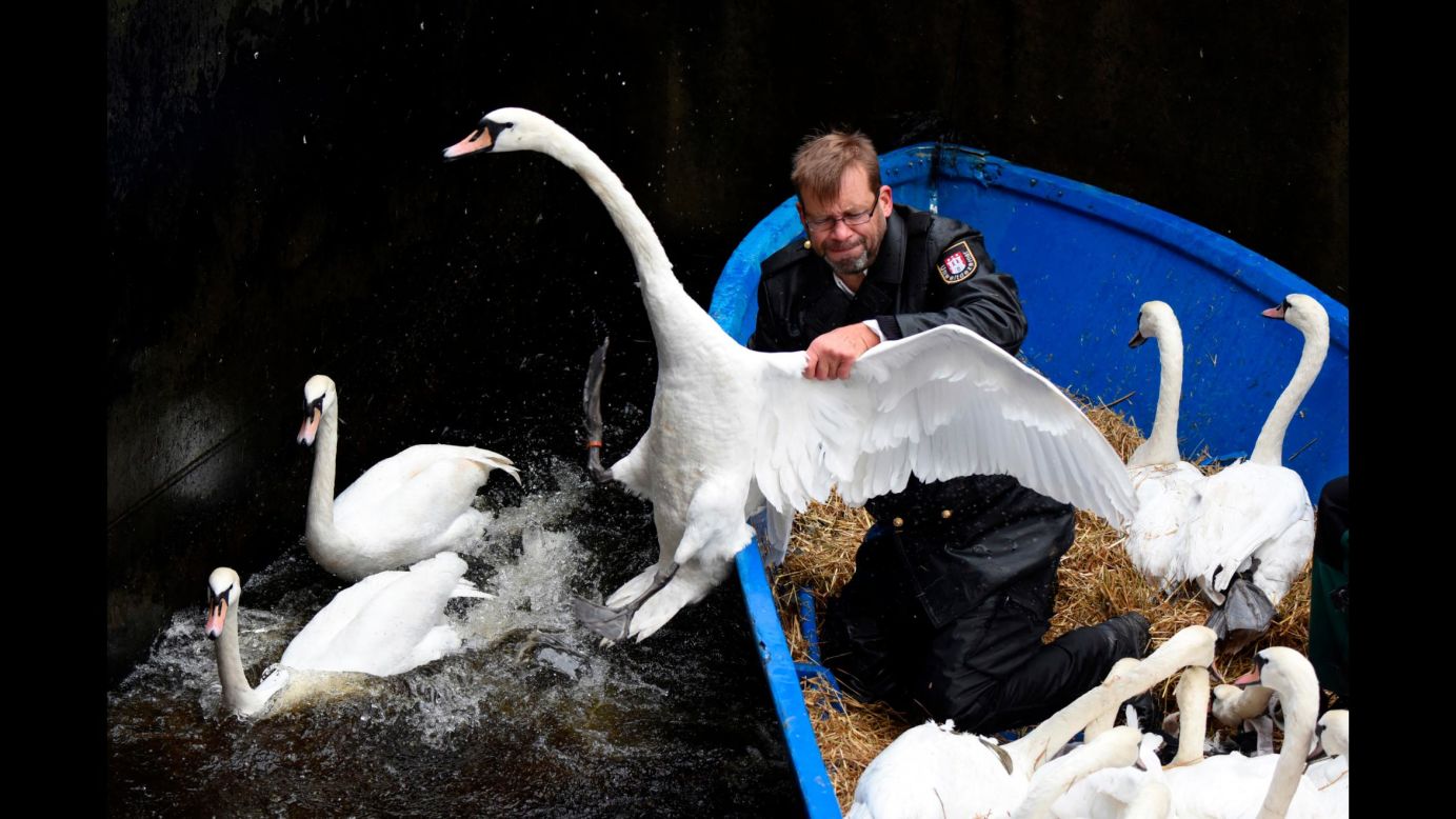 Olaf Niess transports swans to their winter enclosure in Hamburg, Germany, on Tuesday, November 7.