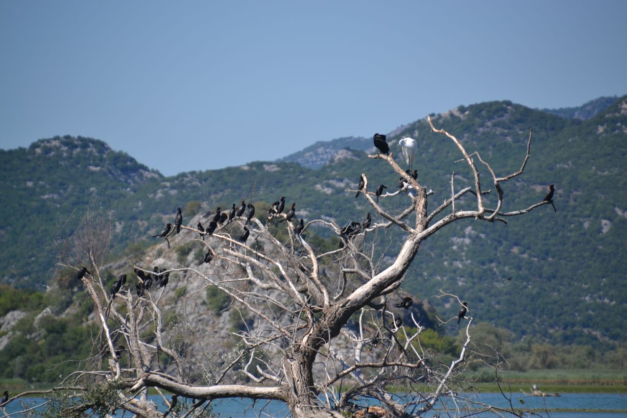 <strong>Bird watching: </strong>Lake Skadar is a birders' paradise with 270 species making it a popular destination for ornithologists. 