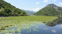 Lake Skadar lillies