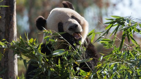 03 melania zoo panda