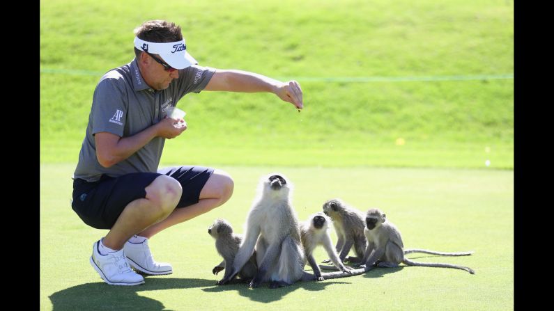 Golfer Ian Poulter feeds monkeys on the driving range before playing in the Nedbank Golf Challenge, a tournament in Sun City, South Africa, on Tuesday, November 7.