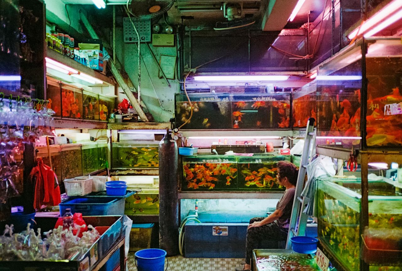 <strong>Finding Gold: </strong>"We were around the Goldfish Market scouting out locations for a shoot and I had my camera with me. I always enjoy the neon lights in Mong Kok -- and I saw something out of the corner of my eye. I framed the image so  all the fish tanks were symmetrical. I wanted to capture her looking at her fish, connecting with them."  
