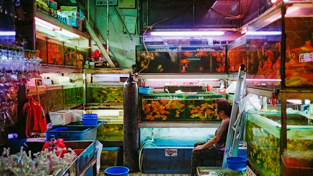 Finding Gold: A woman with her fish in Mong Kok.