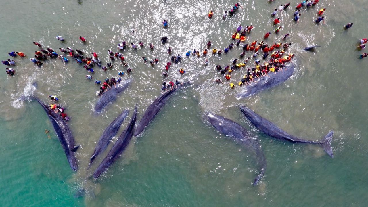 Of the 10 whales stranded on the beach, six survived.