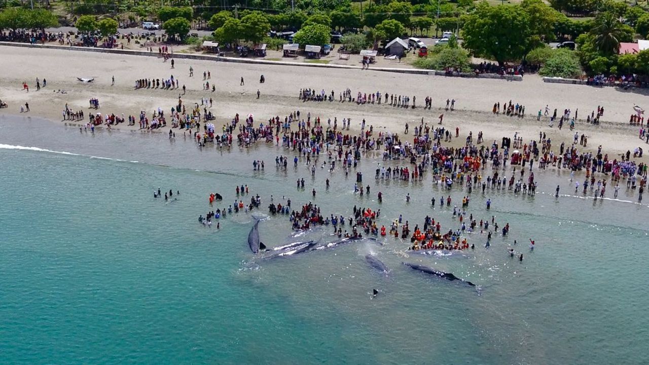 Locals and the Indonesian navy worked to return the animals to the ocean.