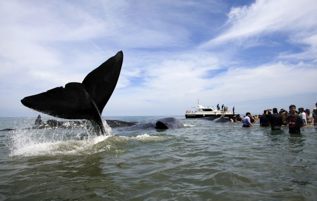 Rescuers attempt attempt to push stranded whales back into the ocean at Ujong Kareng beach.