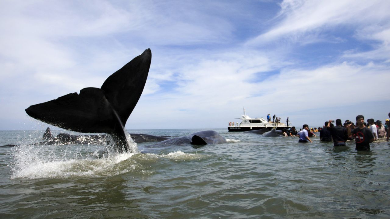 Rescuers attempt attempt to push stranded whales back into the ocean at Ujong Kareng beach.