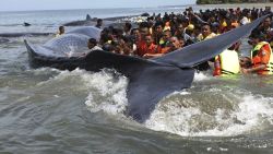 Rescuers attempt attempt to push stranded whales back into the ocean at Ujong Kareng beach in Aceh province, Indonesia, Monday, Nov. 13, 2017. An official said 10 whales were stranded at the beach and attracted hundreds of onlookers who posed for pictures with them. (AP Photo/Syahrol Rizal)