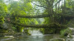 Meghalaya India root bridges_00013406.jpg