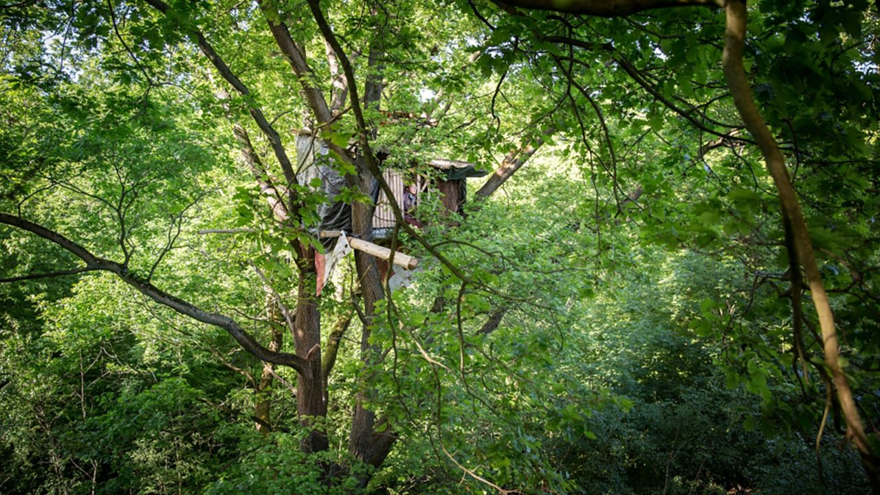 An activist's treehouse in Hambach Forest.