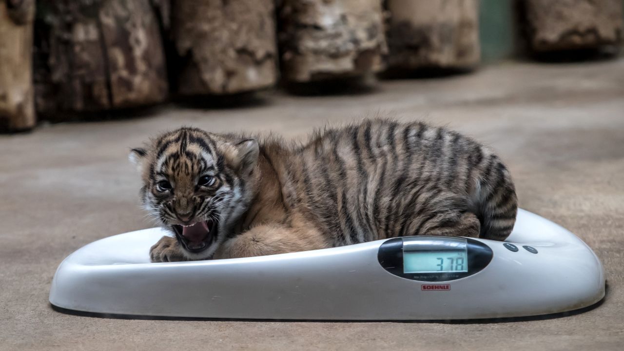 A Malayan tiger cub is weighed at a zoo in Prague, Czech Republic, on Tuesday, November 14.