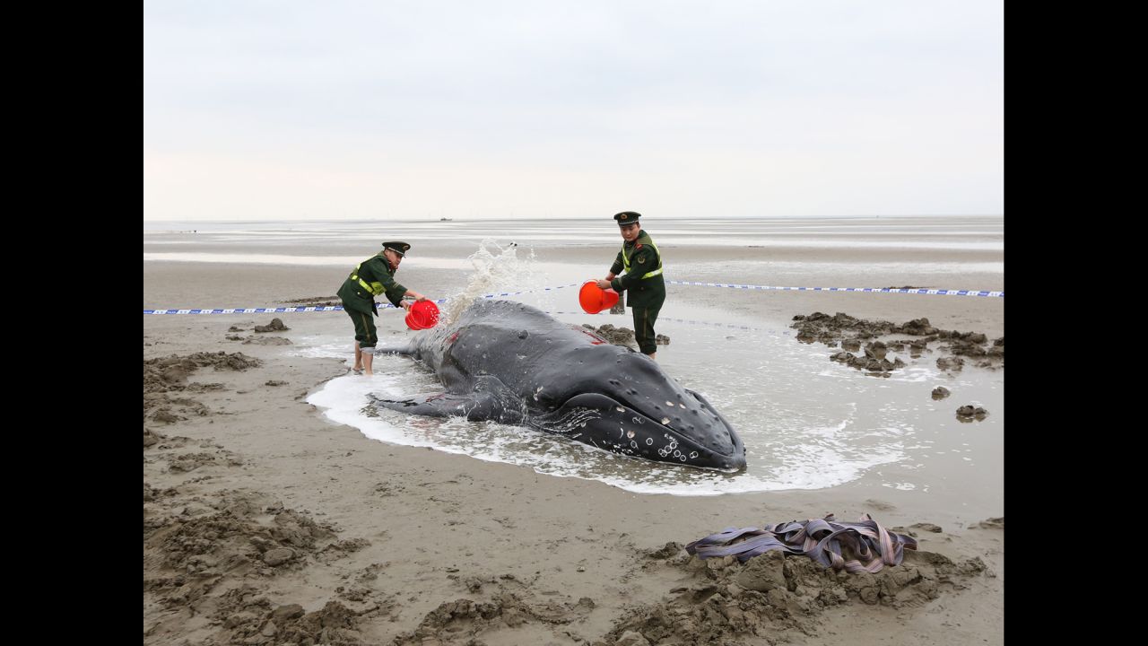 Soldiers in Qidong, China, help a humpback whale return successfully to the ocean after it ran aground on Monday, November 13.