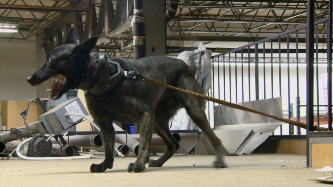 "When these dogs go to work ... they sound like a little vacuum going," Laas said.