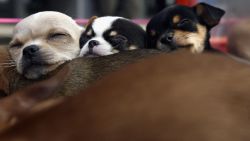 BEIJING, CHINA - MARCH 19: (CHINA OUT) Chihuahua puppies sleep at a pet market on March 19, 2006 in Beijing, China. According to state media, with the country's pet population growing fast, analysts predict that the market potential for the "pet economy" in China could reach a minimum of RMB 15 billion (about USD 1.86 billion). (Photo by China Photos/Getty Images)
