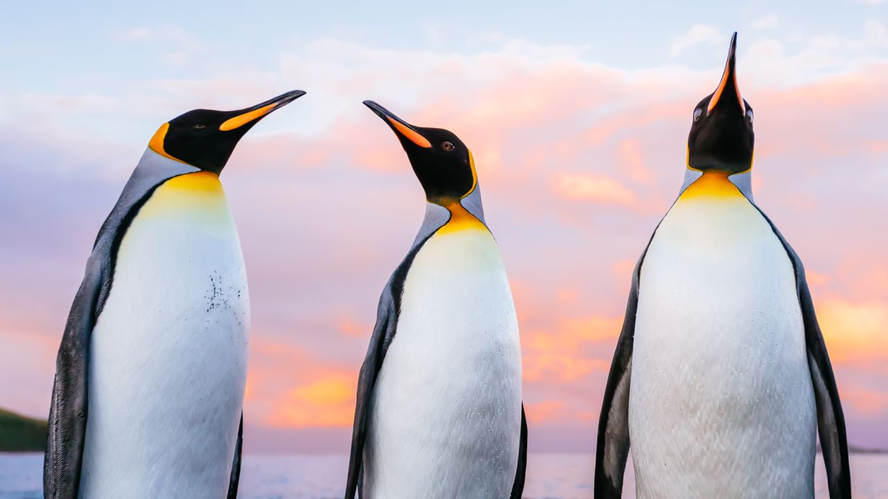 Peacock's travels took him to Salisbury Plain in South Georgia, where he photographed these penguins.