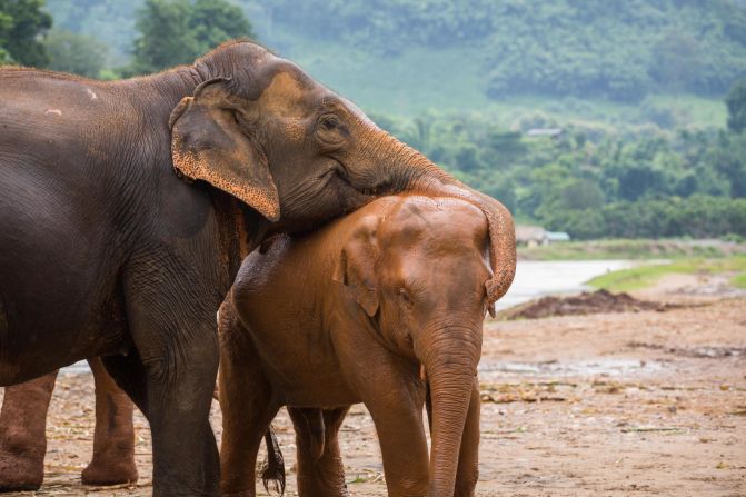 <strong>New arrivals: </strong>During half-day or overnight visits,  travelers might meet Dok Geaw -- a baby elephant just born in May -- as well as Tilly, who was rescued from a trekking camp. The park also offers seven-day volunteer experiences.