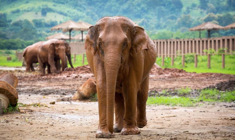 <strong>Elephant Nature Park: </strong>Chiang Mai's Elephant Nature Park has rescued more than 200 elephants from the tourism and logging industries since its inception in the 1990s.