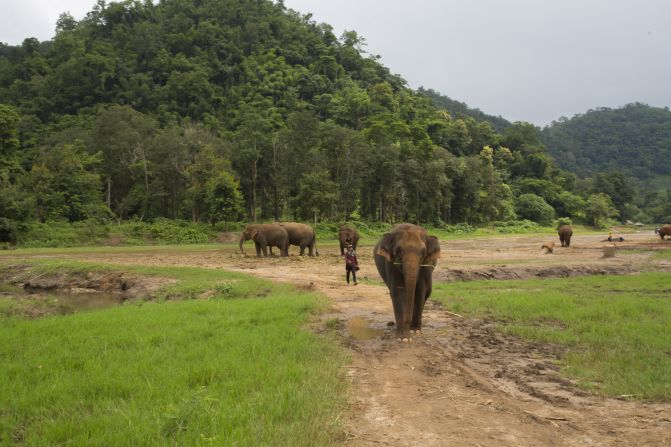 <strong>Elephant Nature Park: </strong>"I think it's very important to come here and care for elephants, rather than use the animals for entertainment," says park founder Sangdeaun. 