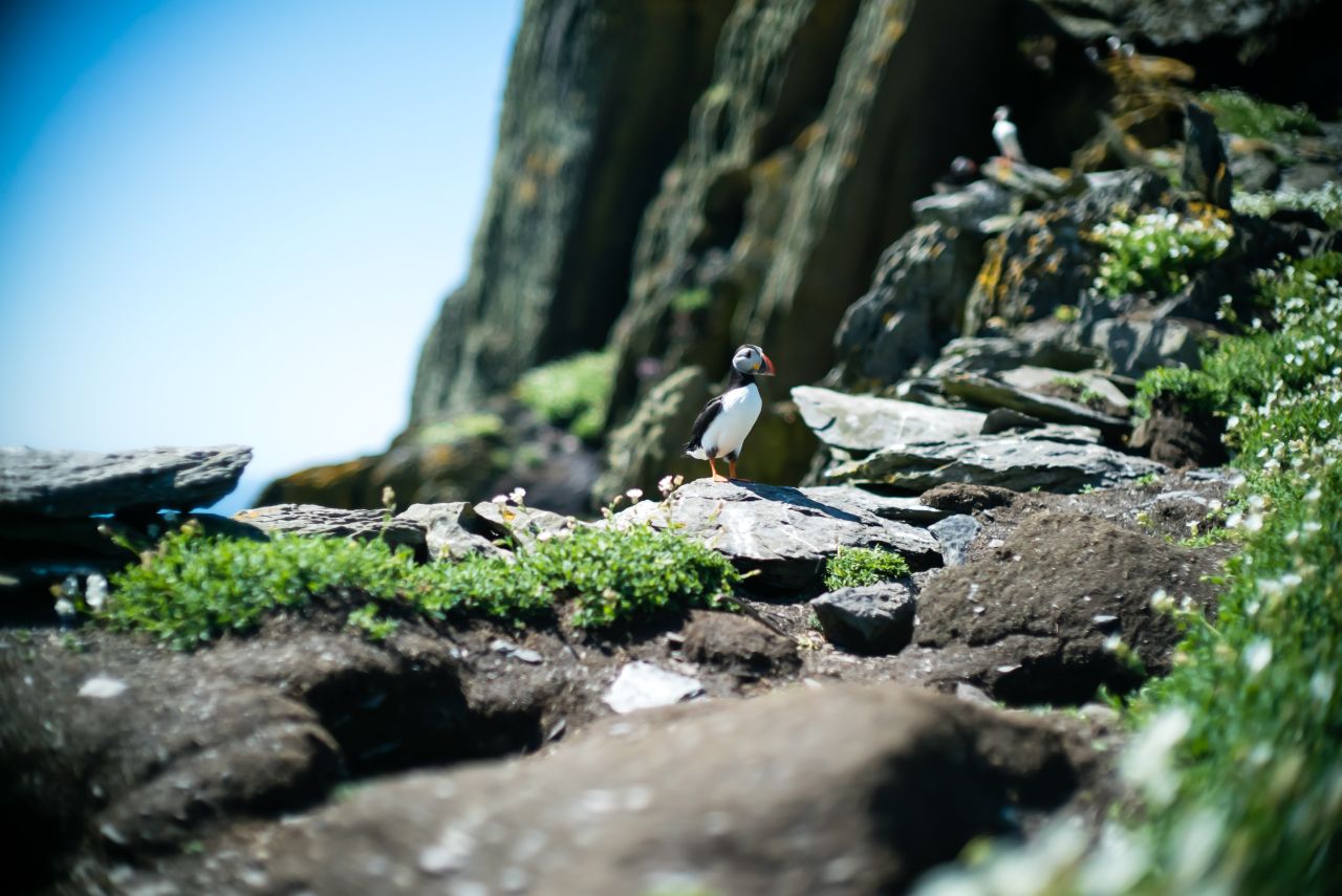 A puffin soaks up the sun on Skellig Micheal.