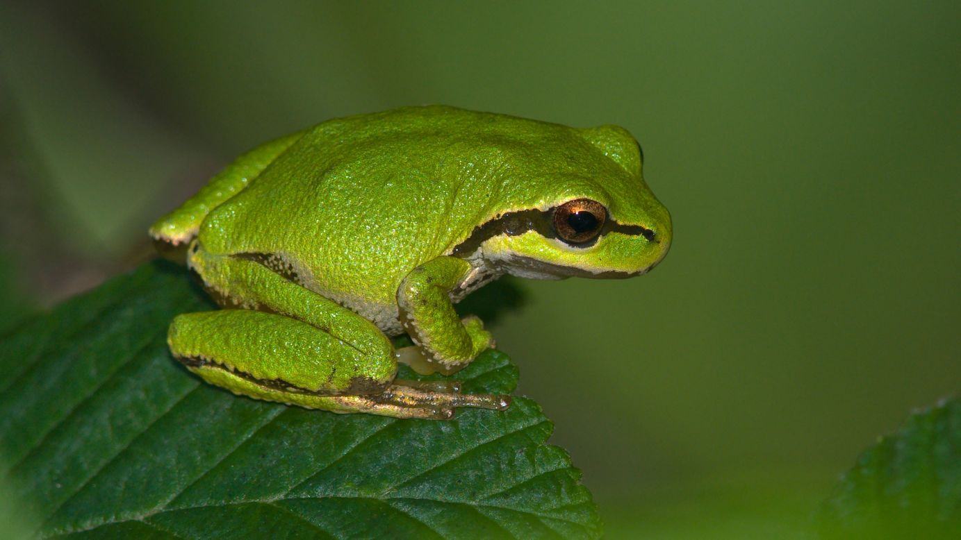 Pacific tree frogs tend to show a slight left-handed preference and jump left when predators threaten, <a href="http://www.sfu.ca/biology/faculty/dill/publications/frog.pdf" target="_blank" target="_blank">studies show. </a> 