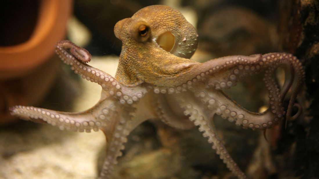 With eight tentacles, it may be hard to know whether an octopus is right- or left-handed, but they do tend to show a preference, no matter what the task.