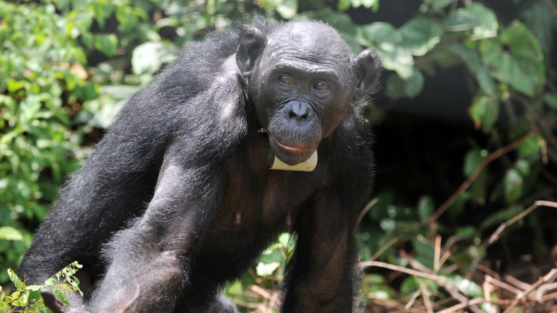 Bonobos are typically going to be <a href="https://www.ncbi.nlm.nih.gov/pmc/articles/PMC3068228/" target="_blank" target="_blank">right-handed</a>, research shows.  