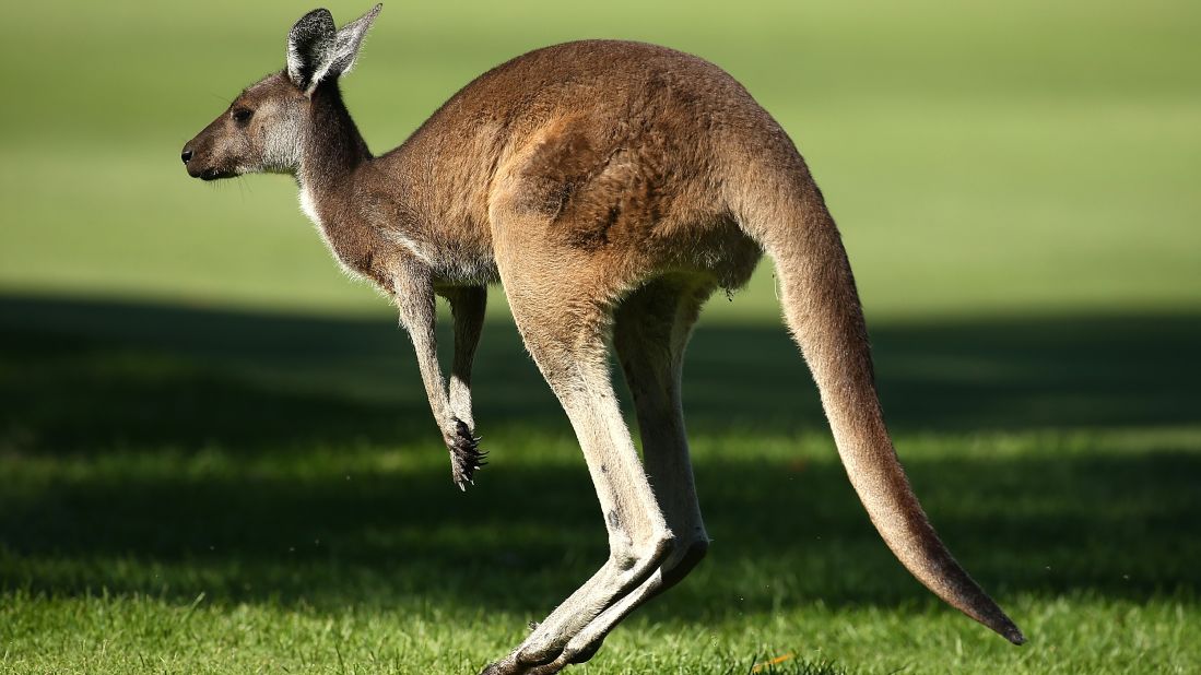 In eastern gray and red kangaroos, there was a consistent "true" handedness for <a href="http://www.cell.com/current-biology/fulltext/S0960-9822(15)00617-X" target="_blank" target="_blank">lefties</a>.