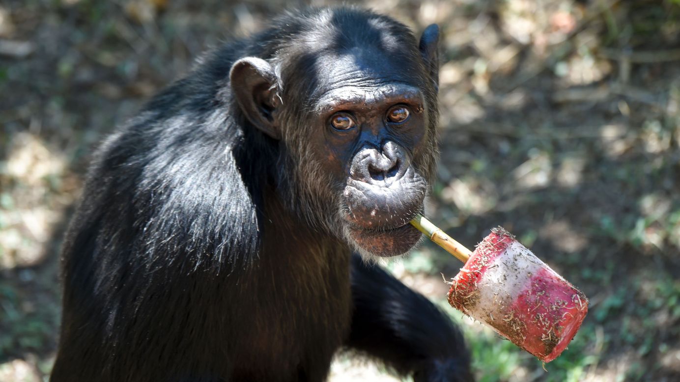 In experiments, chimps prefer their right hands, both when doing hard tasks and when <a href="http://www.apa.org/monitor/2009/01/chimps.aspx" target="_blank" target="_blank">throwing excrement at people</a>. For unskilled movements like reaching, they don't seem to favor one or the other.