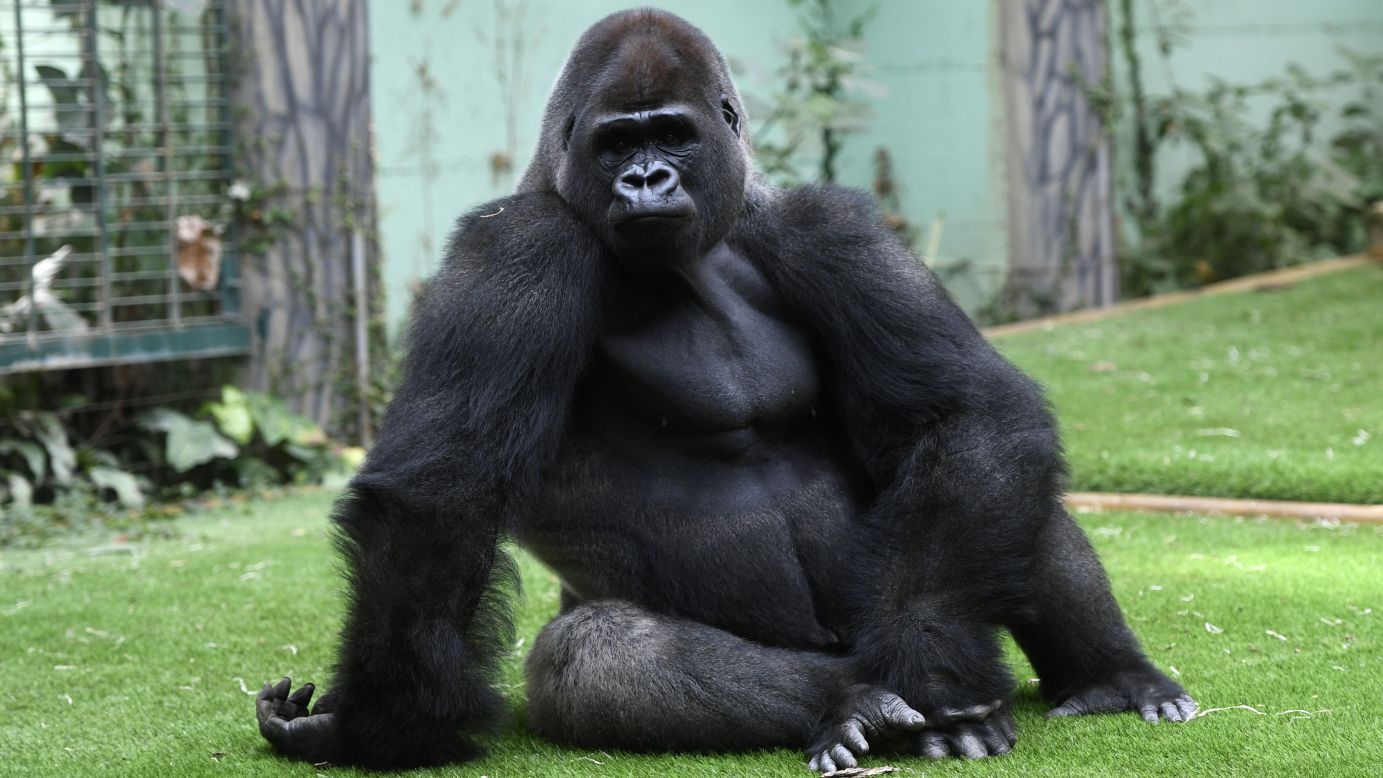 Gorillas tend to be righties; when <a href="https://www.ncbi.nlm.nih.gov/pmc/articles/PMC3068228/" target="_blank" target="_blank">tested</a> with a tube with peanut butter inside, they reached more often with their right hands. 