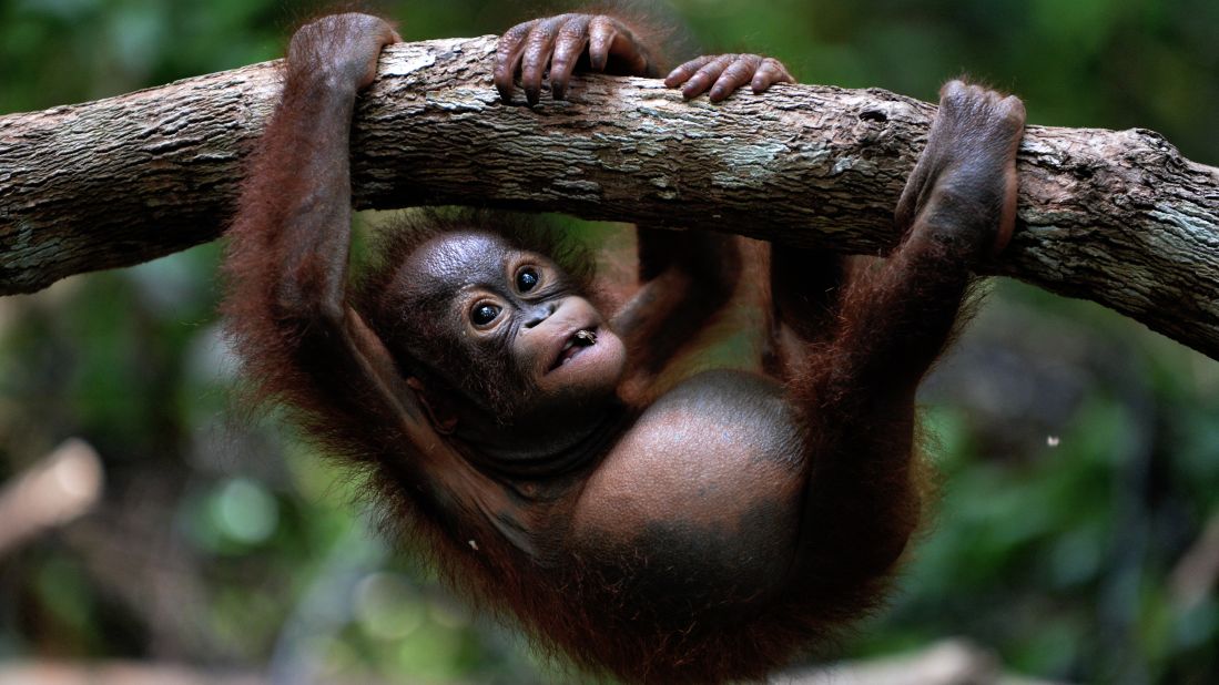 Orangutans as a population don't tend to show a preference for hands in <a href="https://www.ncbi.nlm.nih.gov/pmc/articles/PMC3068228/" target="_blank" target="_blank">some studies.</a> The scientists looked at what hand they used to reach for a PVC pipe. However, orangutans tend to hold their offspring on the right side.