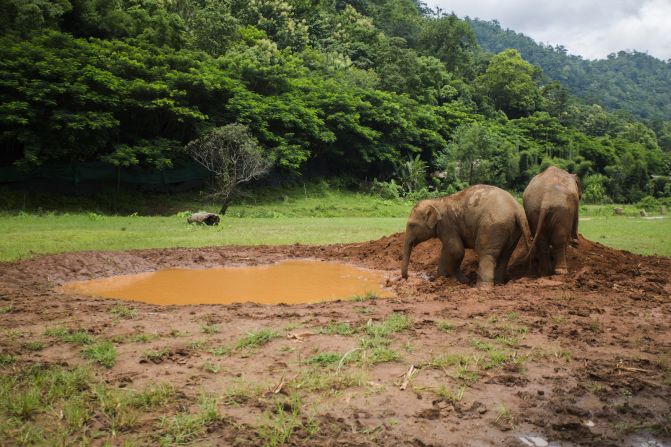 <strong>Dwindling population: </strong>Experts estimate Thailand's elephant population has dwindled to 3,000-4,000 (down from 100,000) over the past century. The decline is mostly due to threats from tourism, logging, poaching and human encroachment on elephant habitats.