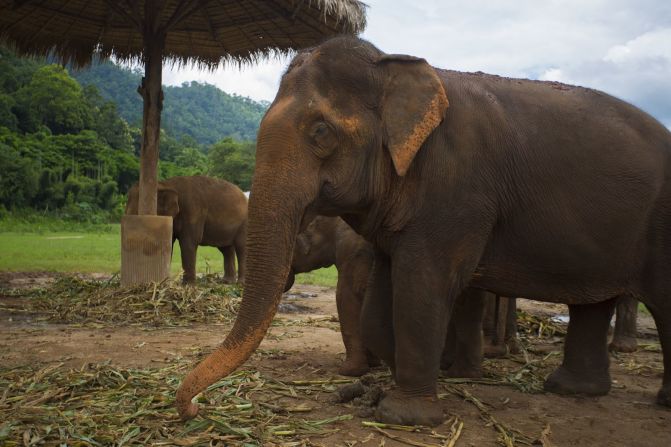 <strong>No rides allowed: </strong>Instead of potentially harmful activities, such as rides, Elephant Nature Park volunteers can participate in a variety of experiences, from bathing and feeding elephants, to following them on jungle treks. 