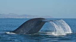 Blue whales tend to be "right handed"