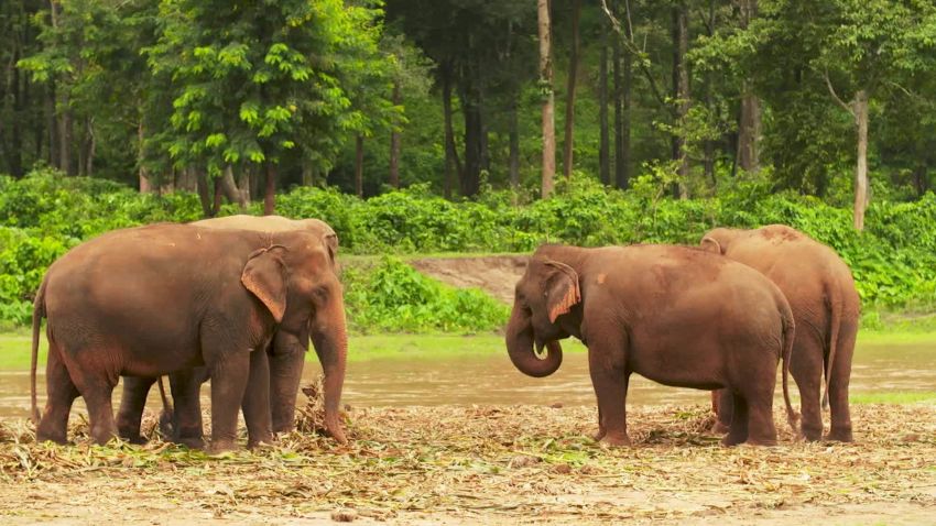 Elephant Nature Park Chiang Mai _00000000.jpg