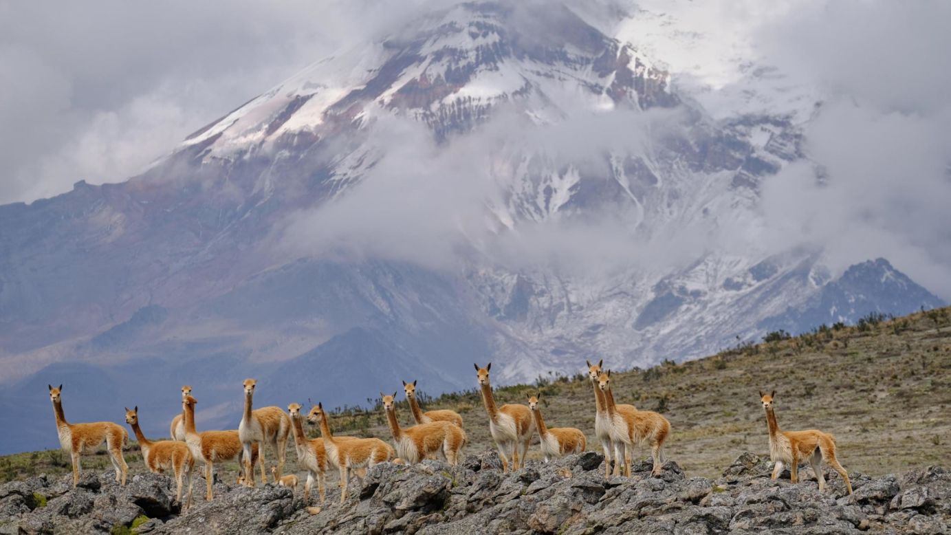 <strong>Mount Chimborazo, Ecuador:</strong> Vicunas -- believed to be the wild ancestors of domesticated alpacas -- are pictured in front of Mount Chimborazo, which, when measured by distance from the Earth's center rather than distance from sea level, is the highest point on Earth. 