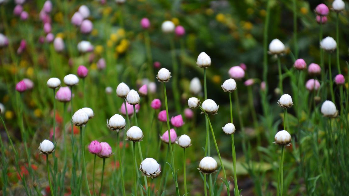 The Botanic Garden holds more than 3,000 species of flora.