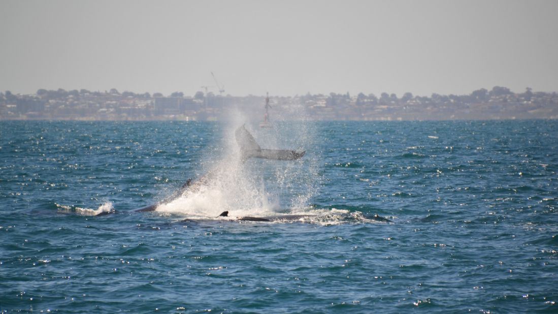 <strong>Humpback whales: </strong>The channel between Rottnest Island and the mainland hosts an annual humpback whale migration which visitors can experience between September and early December.