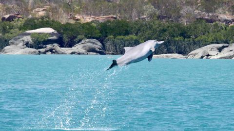 Leaping humpback dolphin