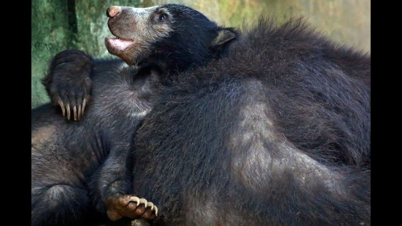 A 7-month-old Sri Lankan sloth bear rests on its dozing mother Friday, November 17, at the National Zoological Garden in Colombo, Sri Lanka. 