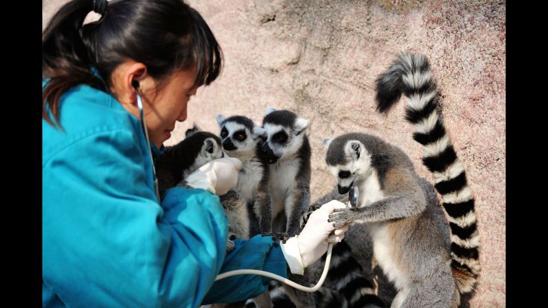 A veterinarian checks the health of a ring-tailed lemur at a wildlife park in Qingdao, China, on Tuesday, November 21.