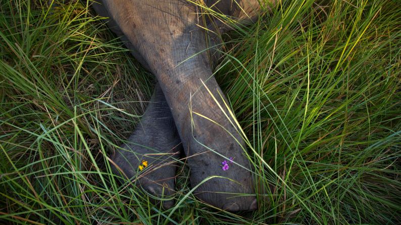 Flowers, placed by villagers, are seen on the carcass of one of two Asian elephants that were hit and killed by a passenger train in Thakur Kuchi, India, on Sunday, November 19. Wildlife warden Prodipta Baruah said the elephants were part of a herd that ventured into the area in search of food.