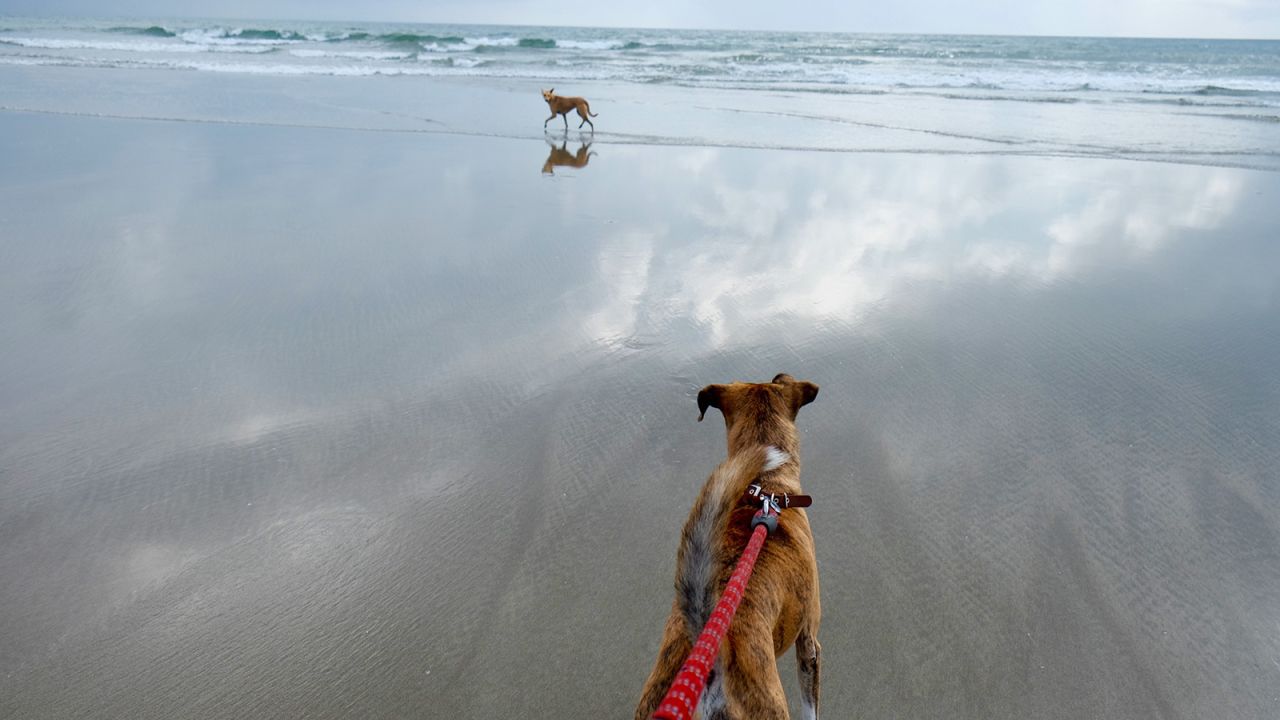 Traveling with pets offers a fresh new way to experience a destination.
