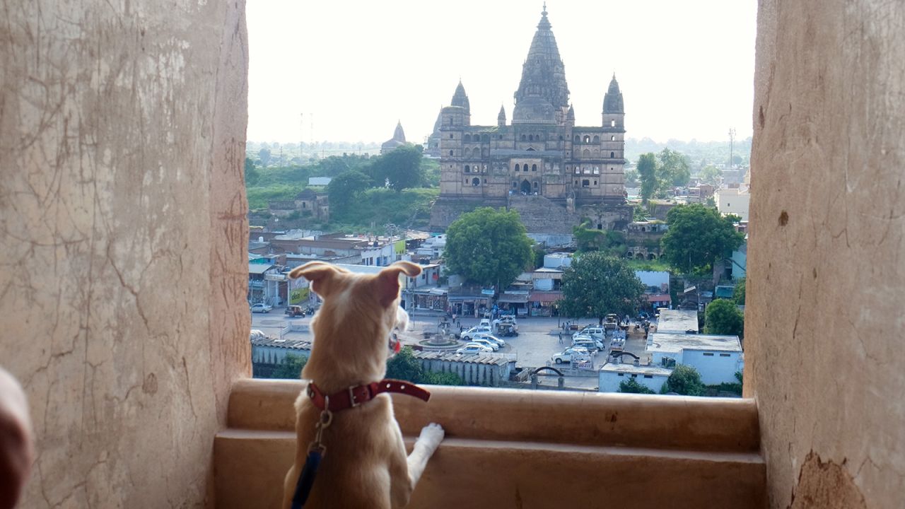 How to travel by train in India with your dogs CNN