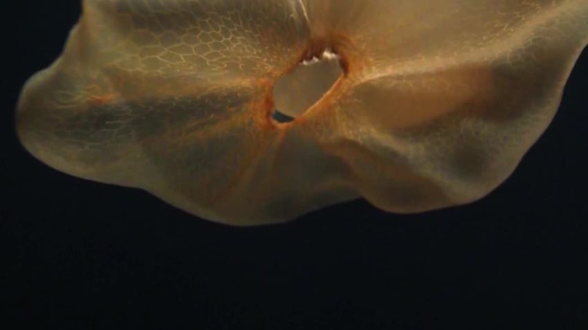 jellyfish deepstaria squid mexico ev nautilus orig_00002718.jpg