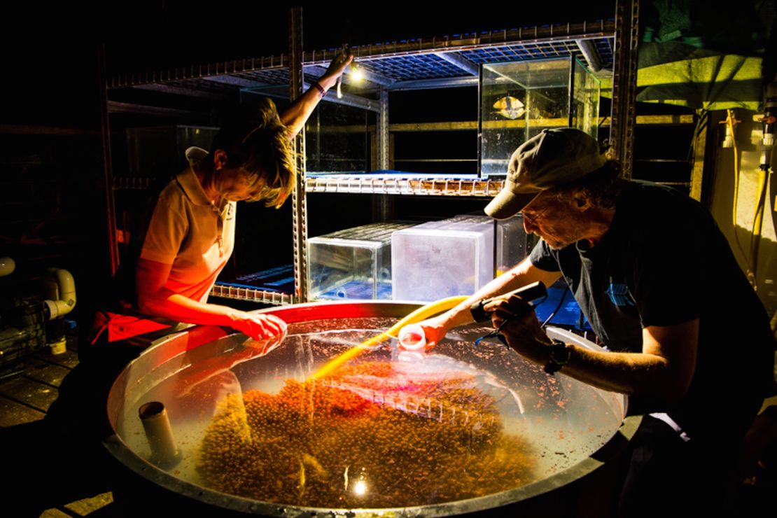 Researchers collect coral spawn from tanks on Heron Island.
