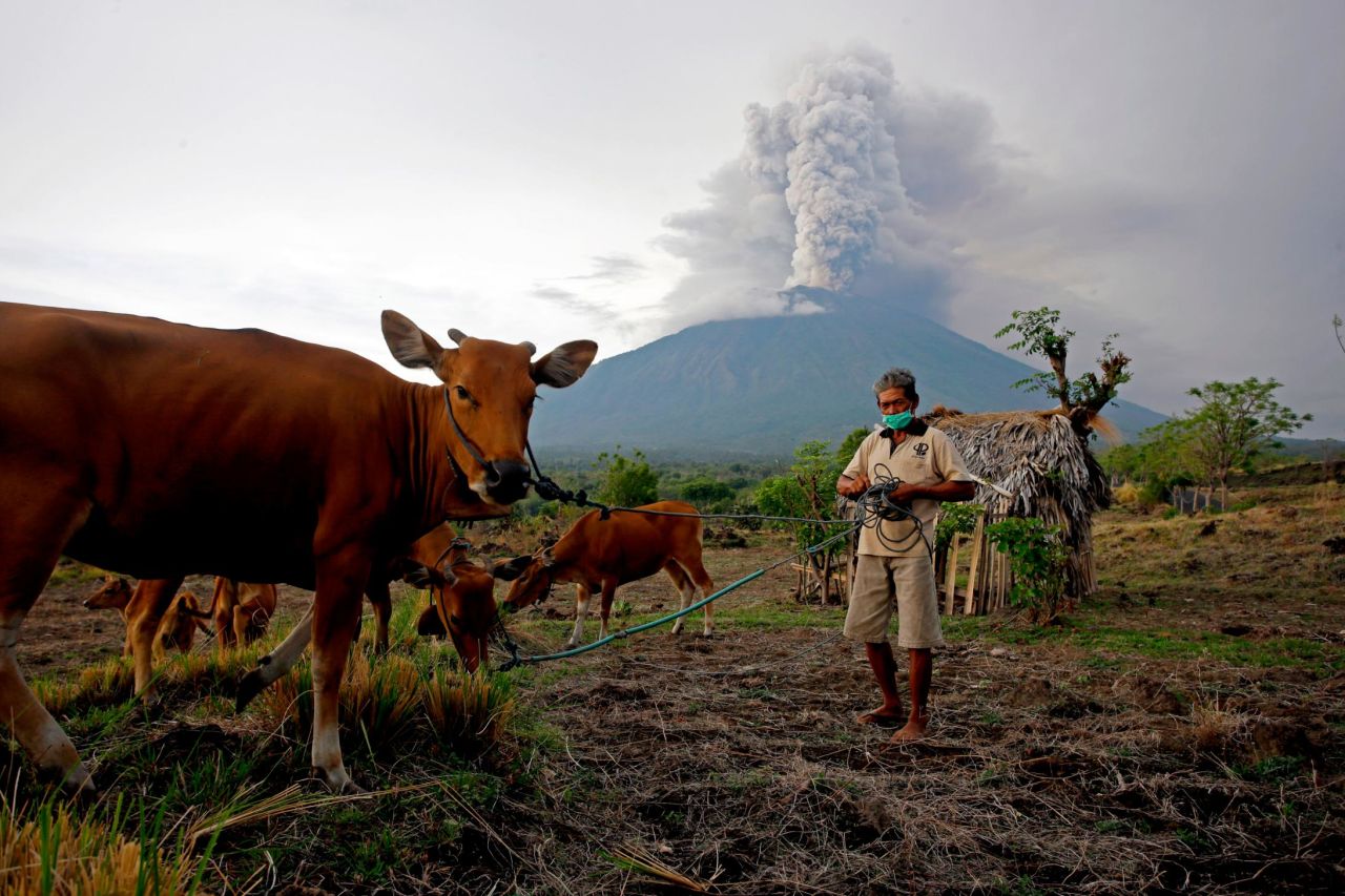 A villager takes his cows to a field with Mount Agung volcano seen in the background near Karangasem, Bali, Indonesia, on Tuesday, Novenber 28. The eruption has forced tens of thousands of people to evacuate their homes. 