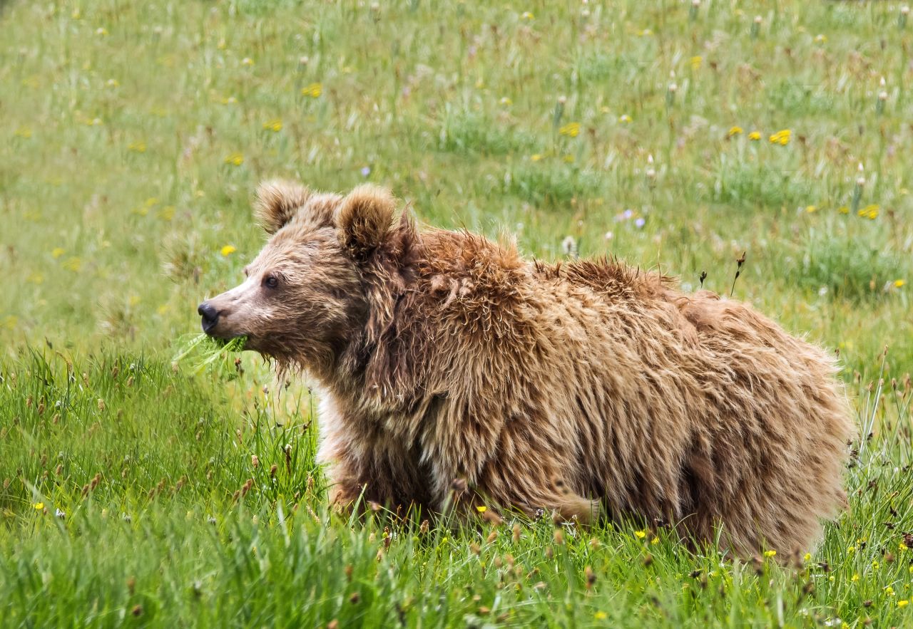 Himalayan brown bears from Deosai National Park, Pakistan, are among the sources of DNA from samples purported to be Yetis. The creatures are threatened by modern development.